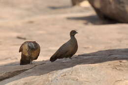 Image of Painted Francolin