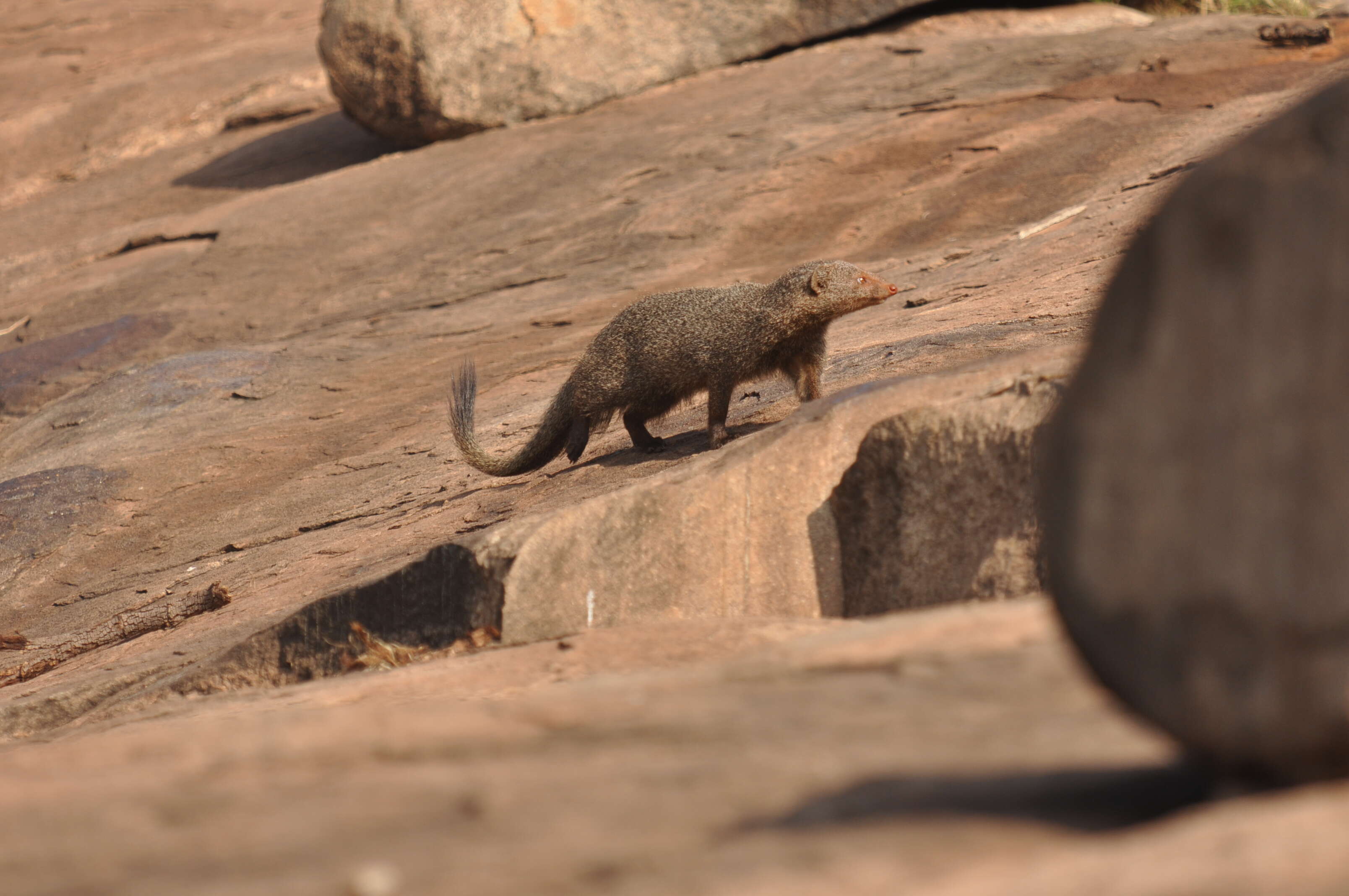 Image of Ruddy Mongoose