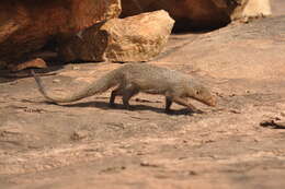 Image of Ruddy Mongoose