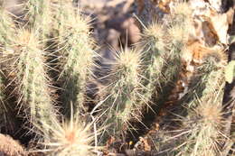 Image of Echinocereus brandegeei (J. M. Coult.) K. Schum.