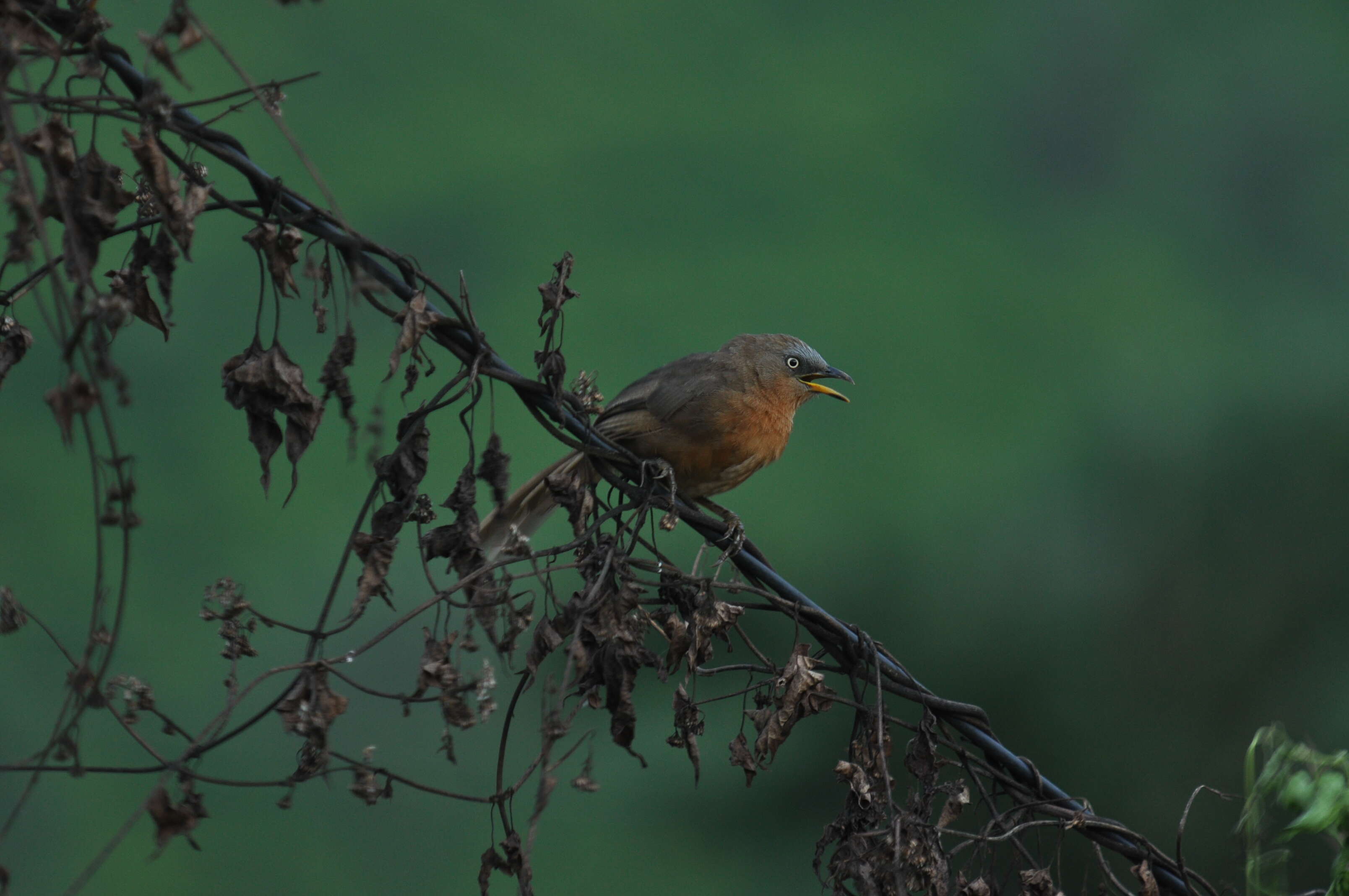 Image of Rufous Babbler