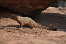 Image of Ruddy Mongoose