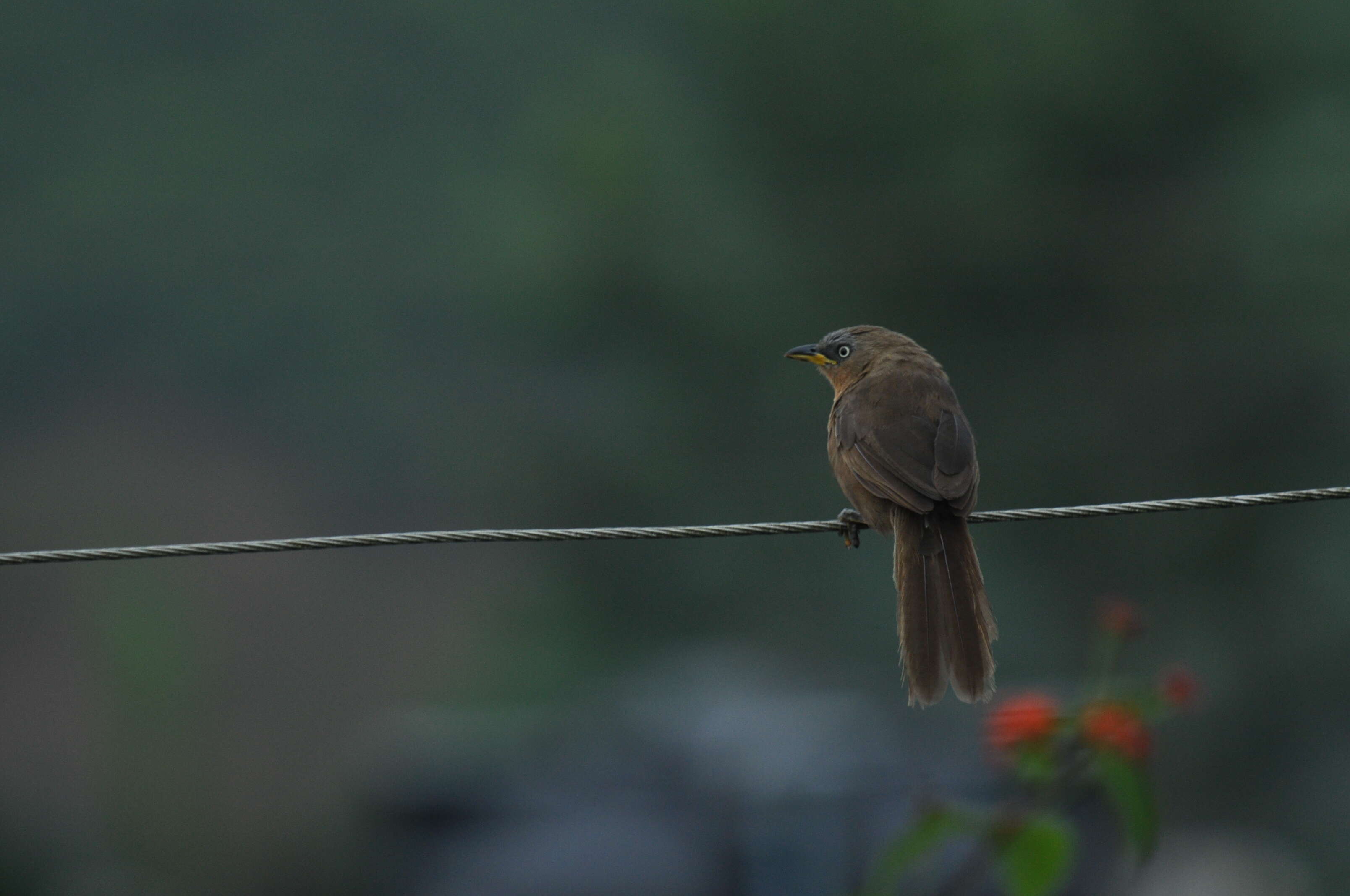 Image of Rufous Babbler