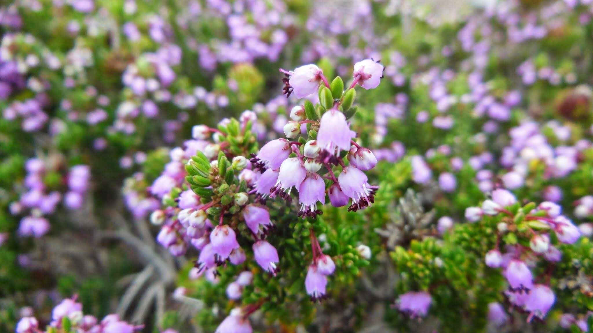 Image of heather