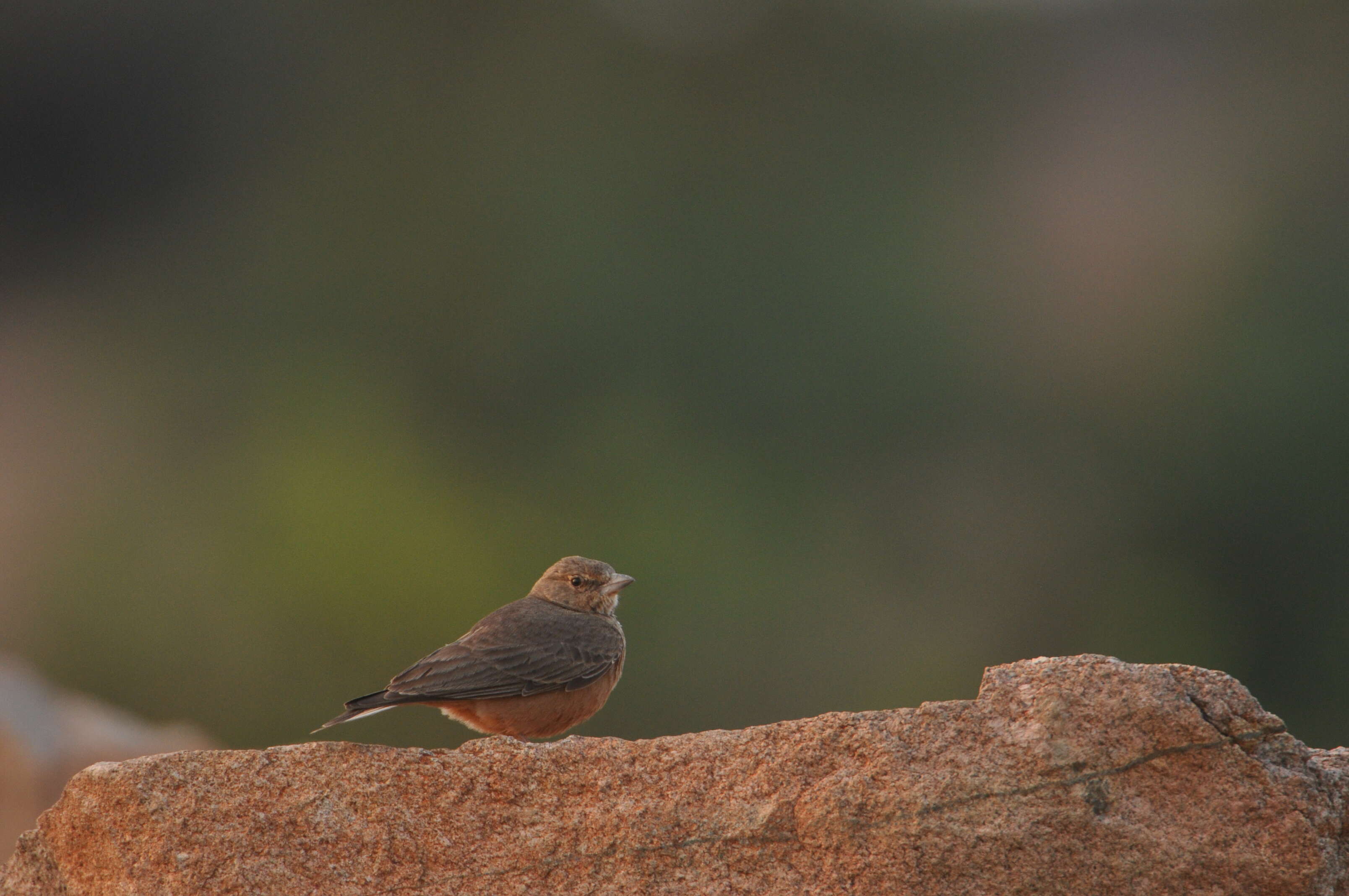 Image of Rufous-tailed Lark