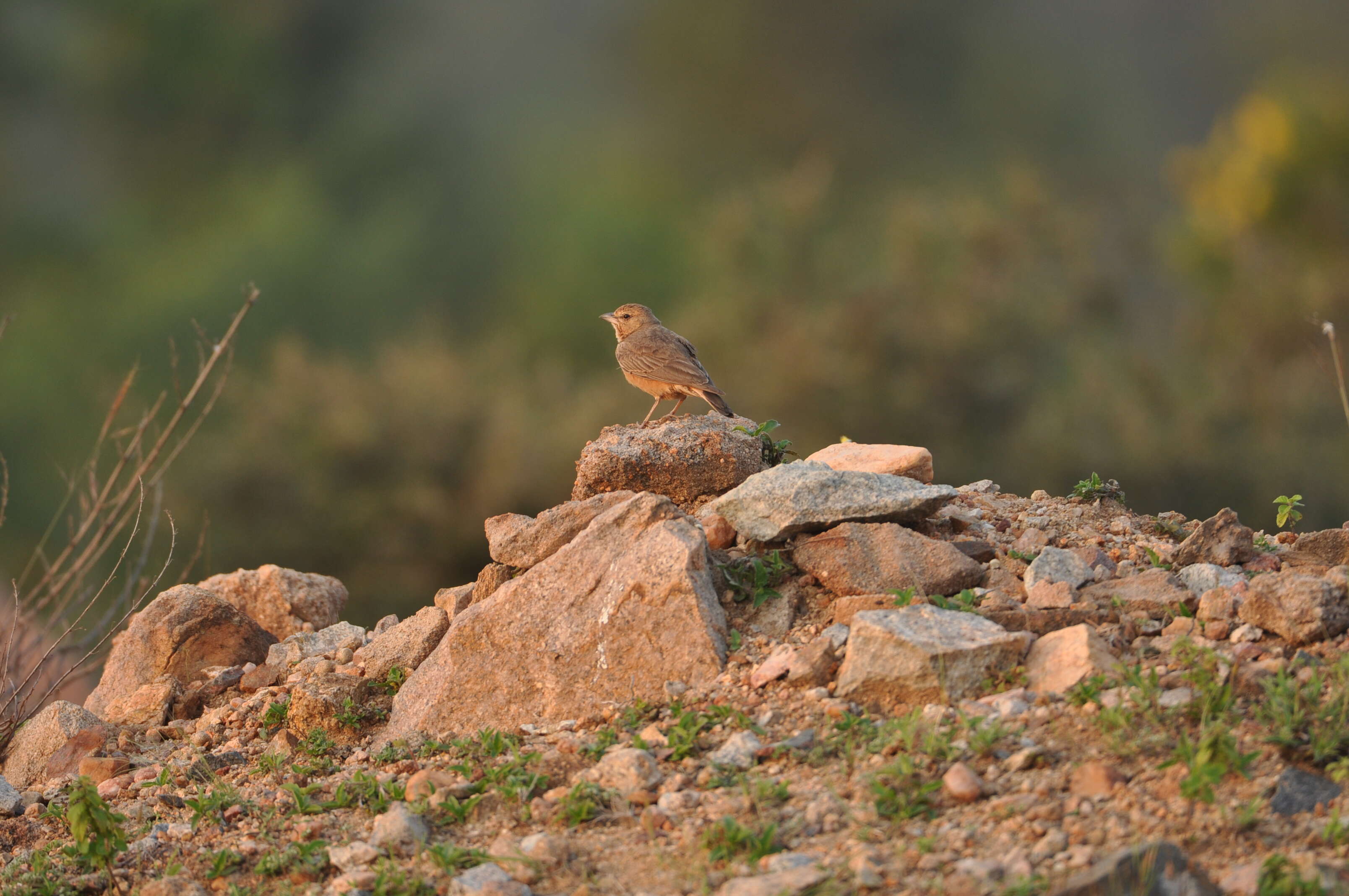 Image of Rufous-tailed Lark