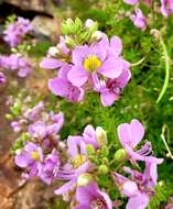 Image of Sieruela oxyphylla (Burch.) Roalson & J. C. Hall