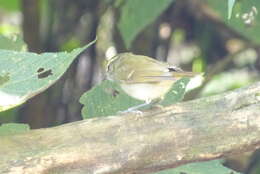 Image of Green Warbler