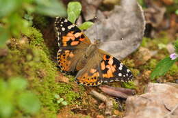 Plancia ëd Vanessa cardui