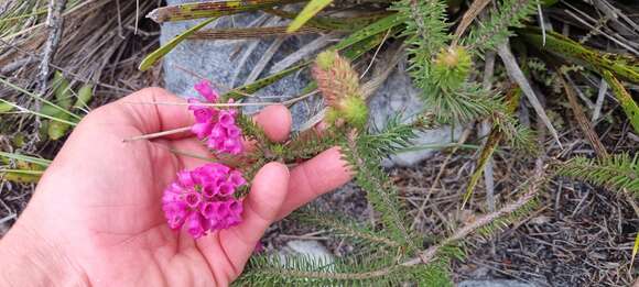 Image of Erica abietina subsp. diabolis E. G. H. Oliv. & I. M. Oliv.