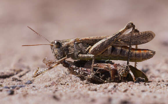 Image of Common Field Grasshopper