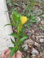 Image of common evening primrose