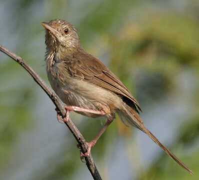 Image of Prinia Horsfield 1821