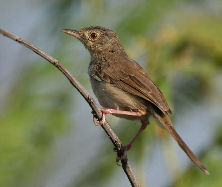 Image of Prinia Horsfield 1821