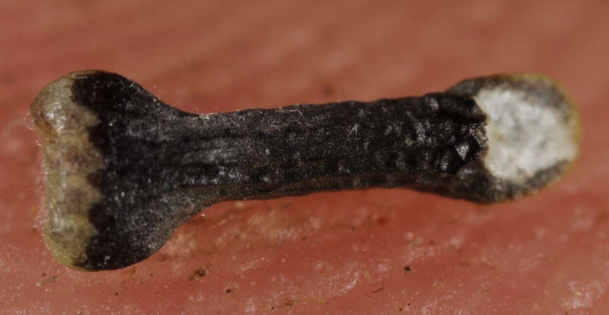 Image of Glandularia quadrangulata (A. Heller) Umber