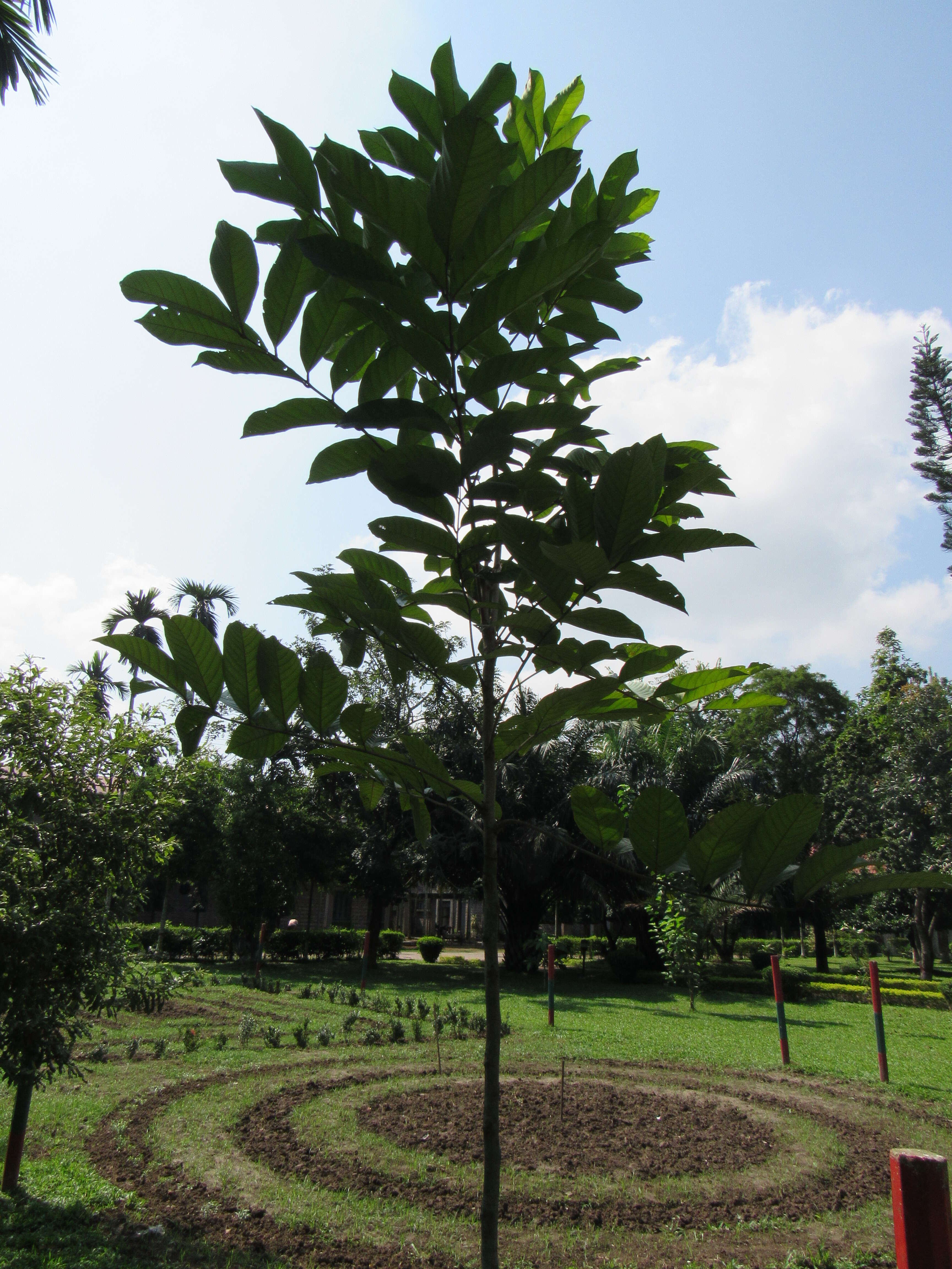 Image of rambutan