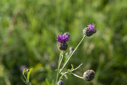 Centaurea scabiosa subsp. apiculata (Ledeb.) A. D. Mikheev的圖片