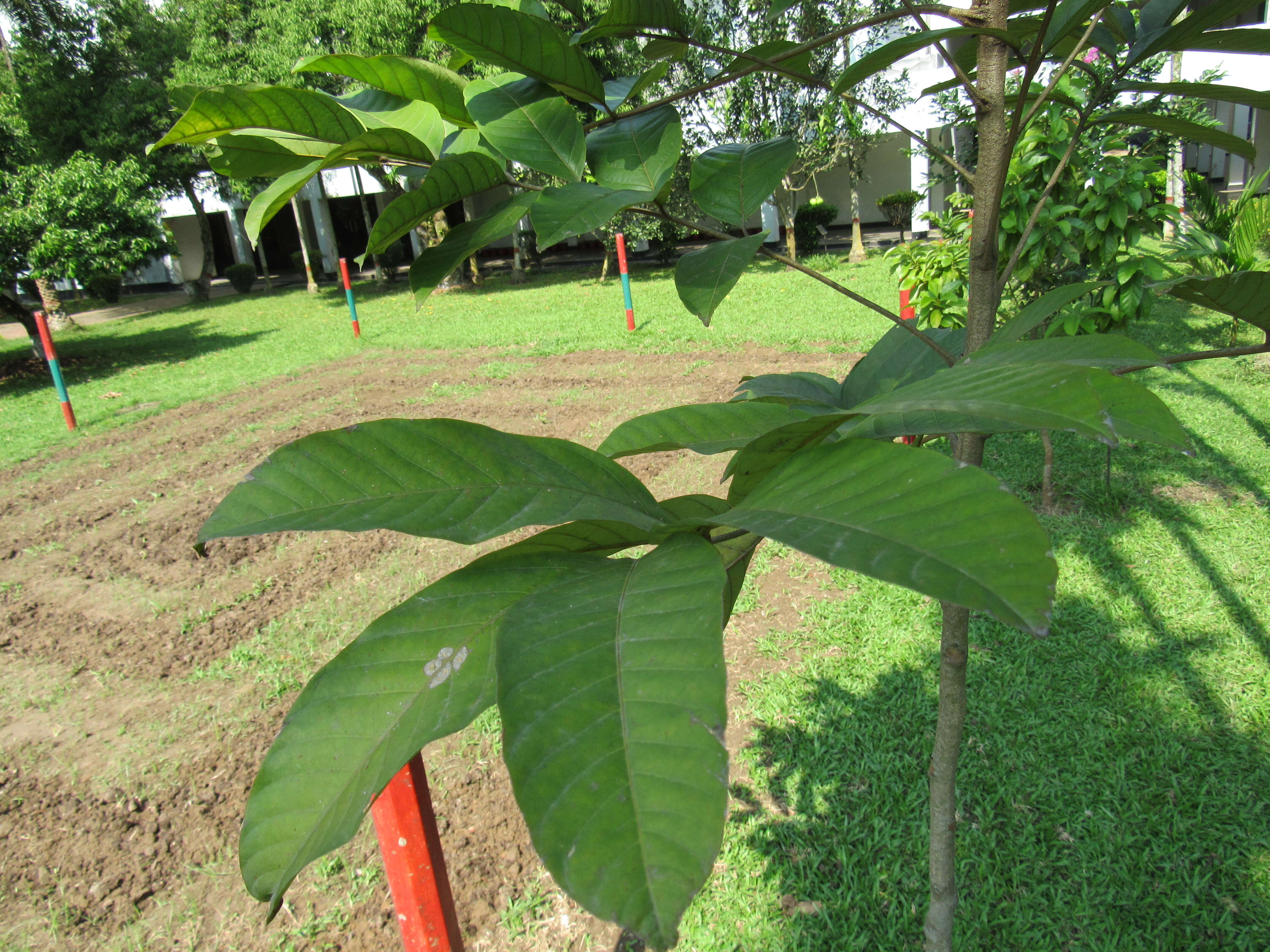 Image of rambutan