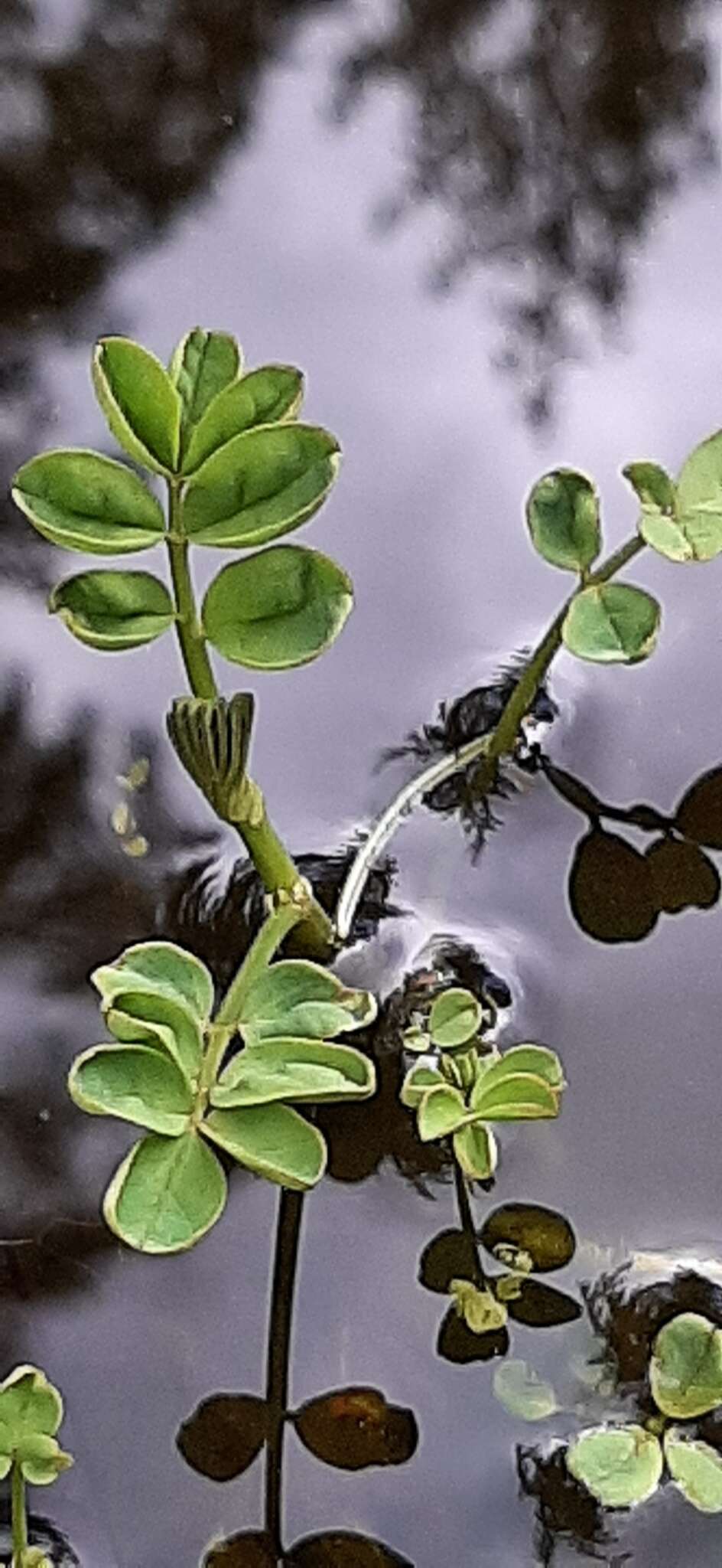 Image de Hosackia pinnata (Hook.) Abrams