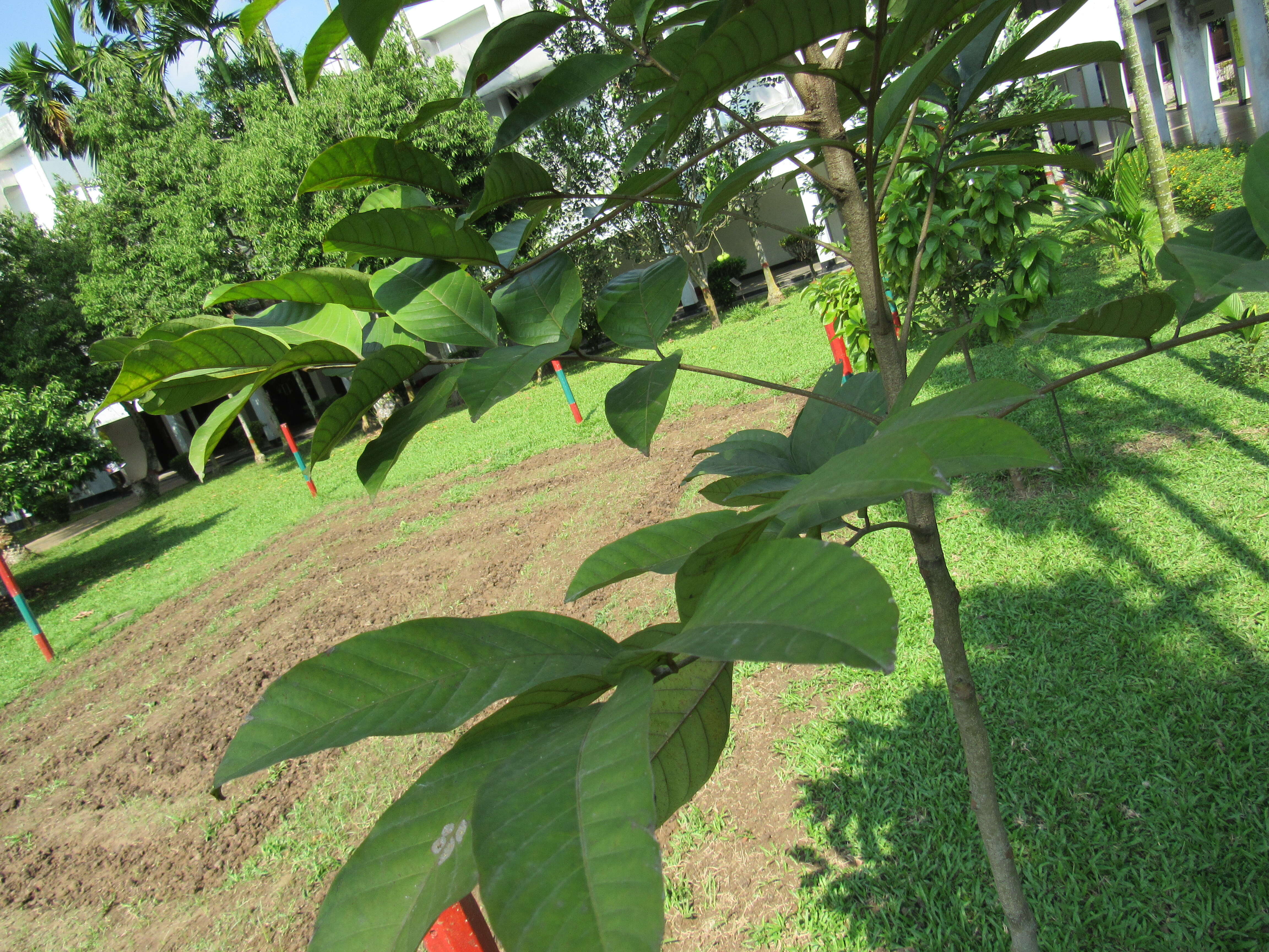 Image of rambutan