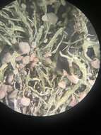 Image of cartilage lichen