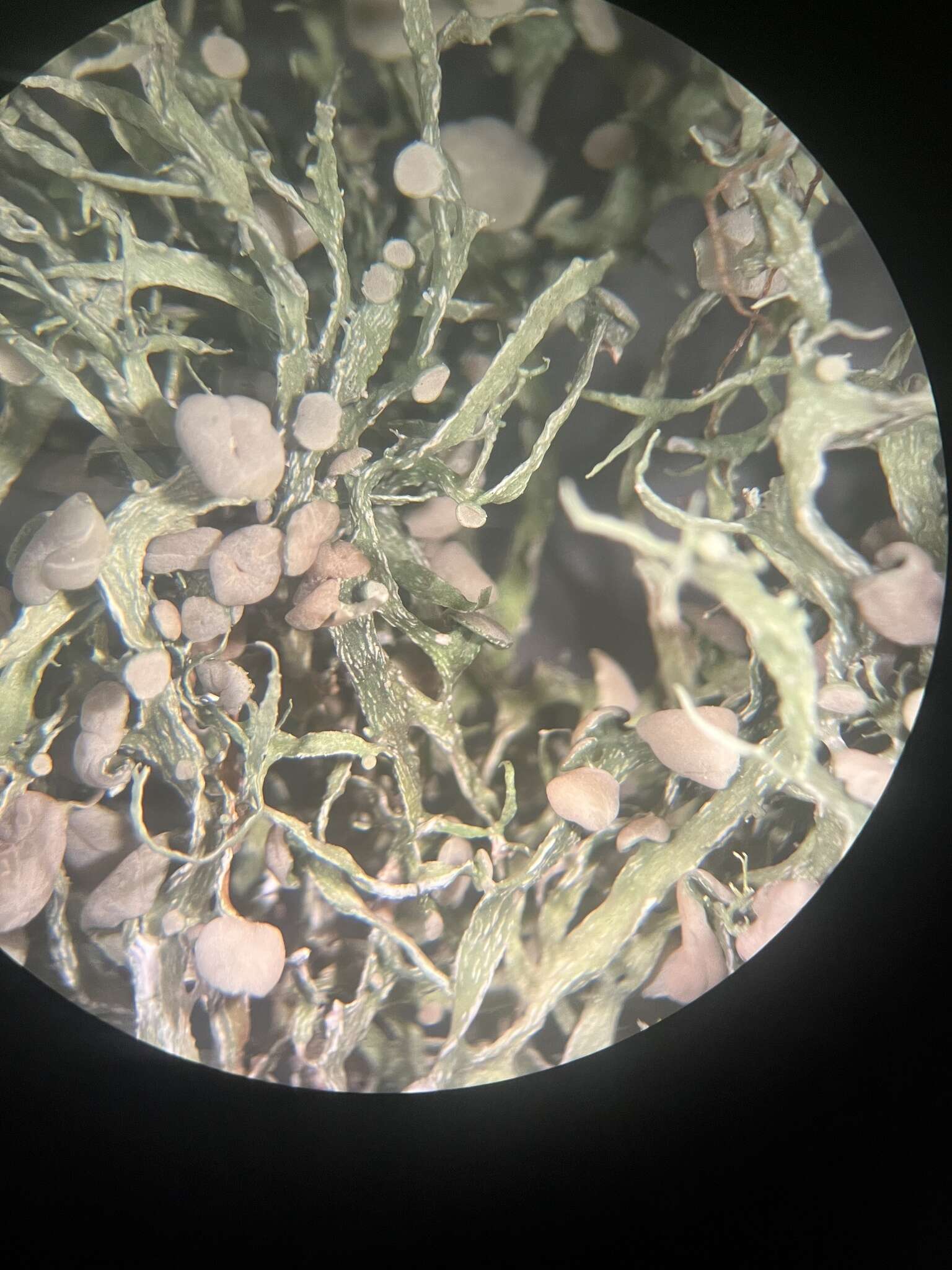 Imagem de Ramalina stenospora Müll. Arg.