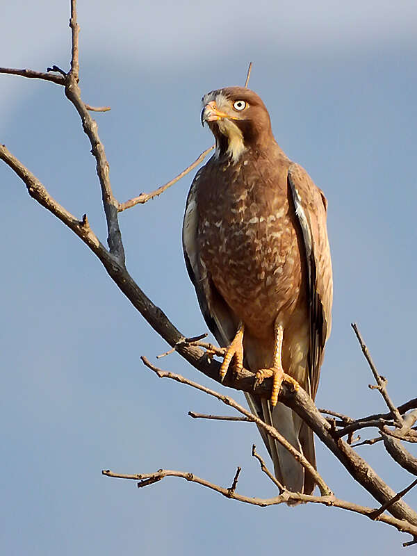 Image of White-eyed Buzzard