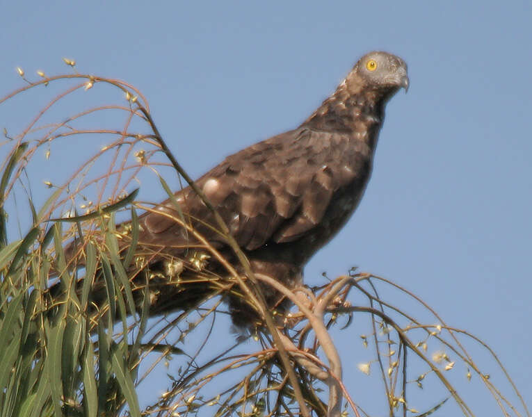 Image of Crested Honey Buzzard