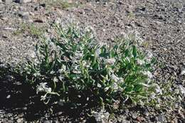 Image of Dontostemon crassifolius (Bunge ex Turcz.) Bunge ex Maxim.