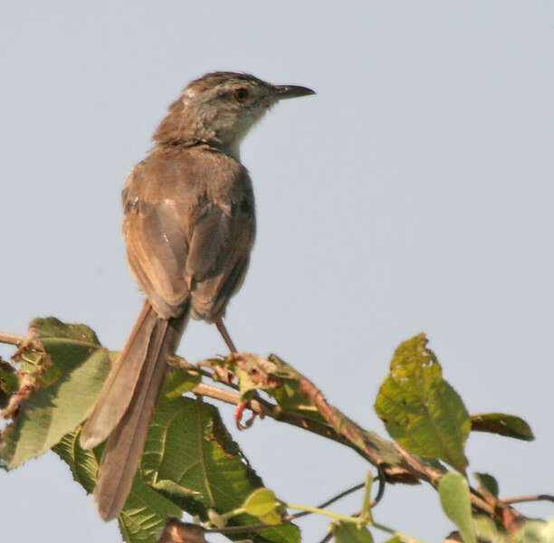 Image of Prinia Horsfield 1821