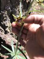 Fritillaria brandegeei Eastw. resmi