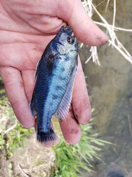 Image de Melanochromis