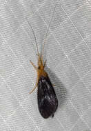 Image of Anisocentropus (Anisocentropus) latifascia (Walker 1852)