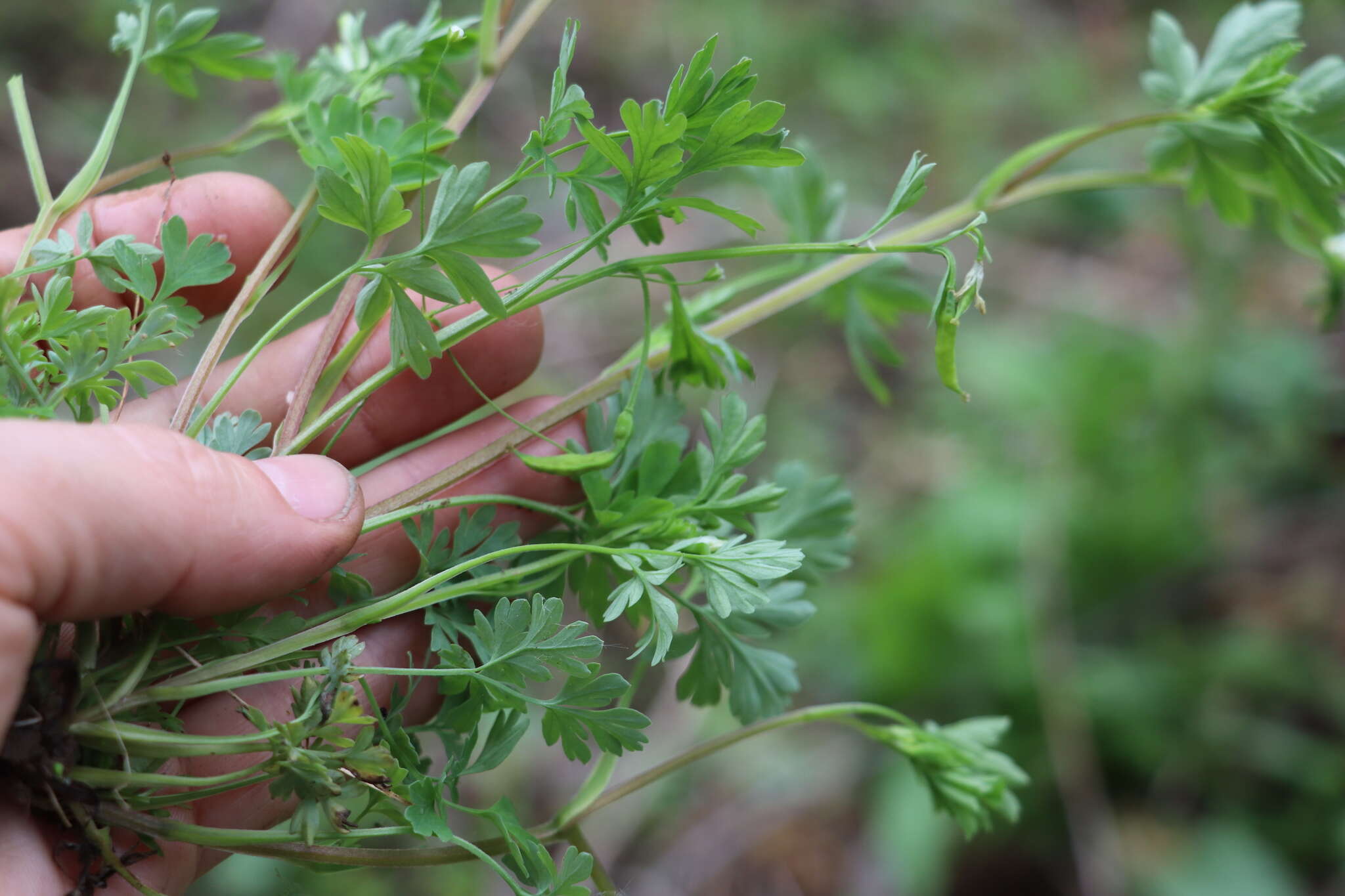 Corydalis capnoides (L.) Pers. resmi