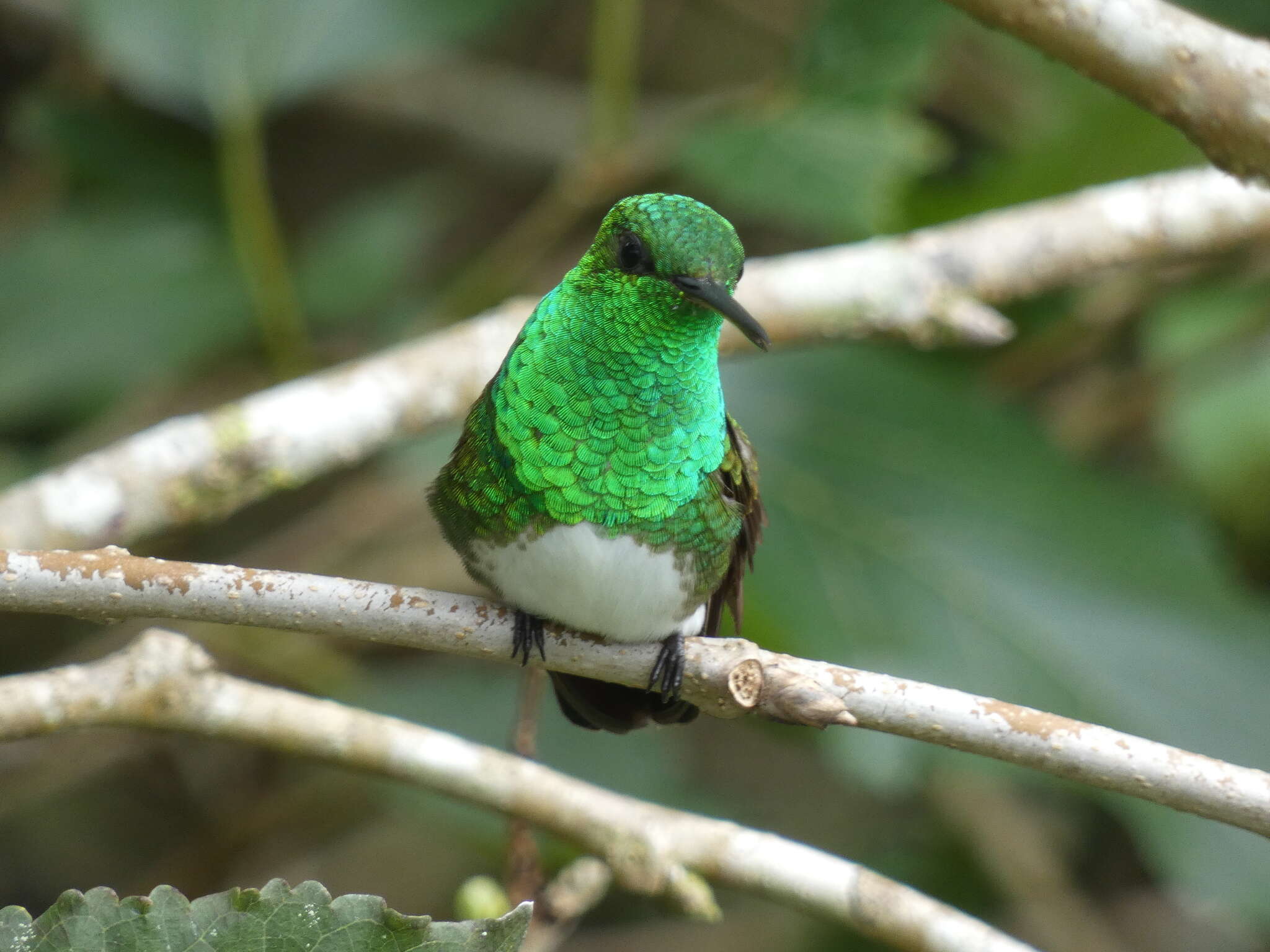 Image of Snowy-bellied Hummingbird