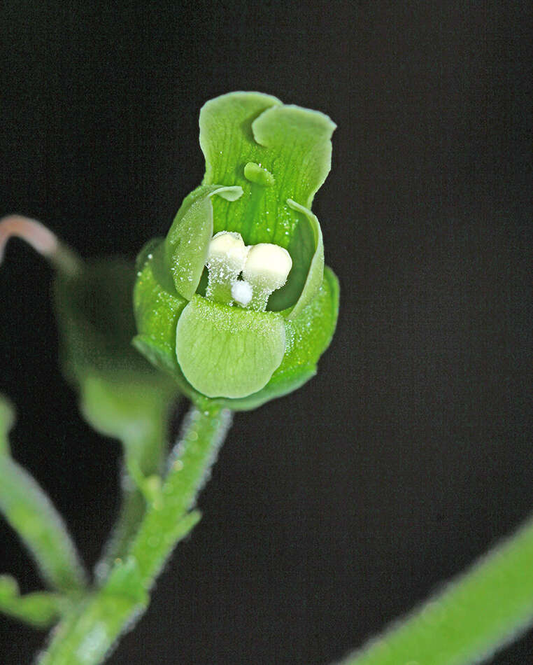 Scrophularia amgunensis F. Schmidt resmi