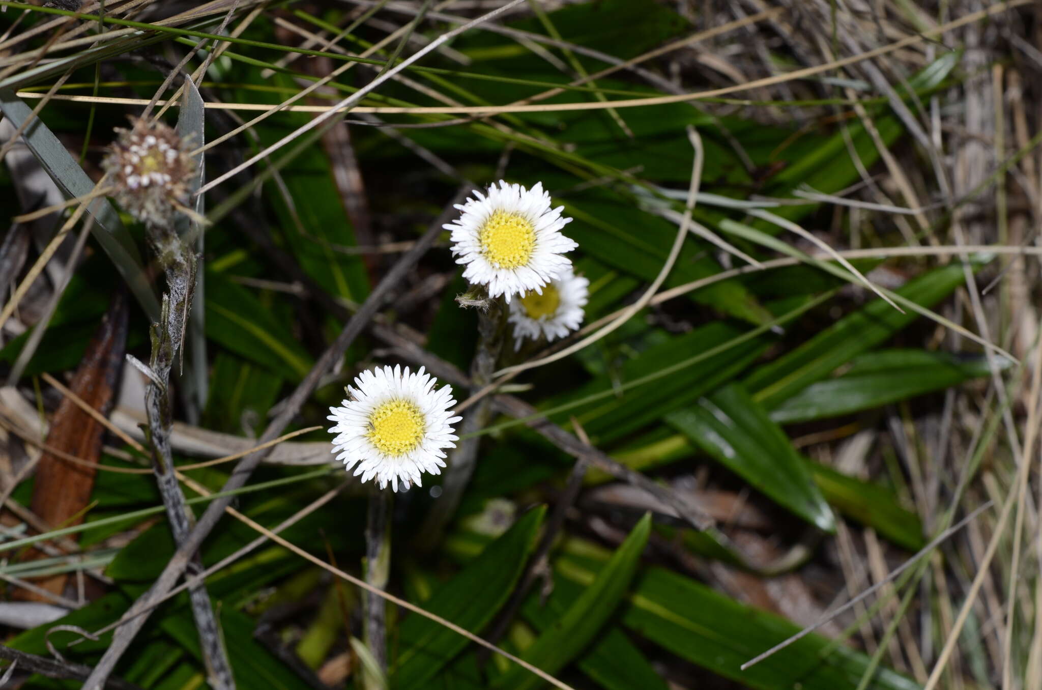 Oritrophium peruvianum (Lam.) Cuatrec.的圖片