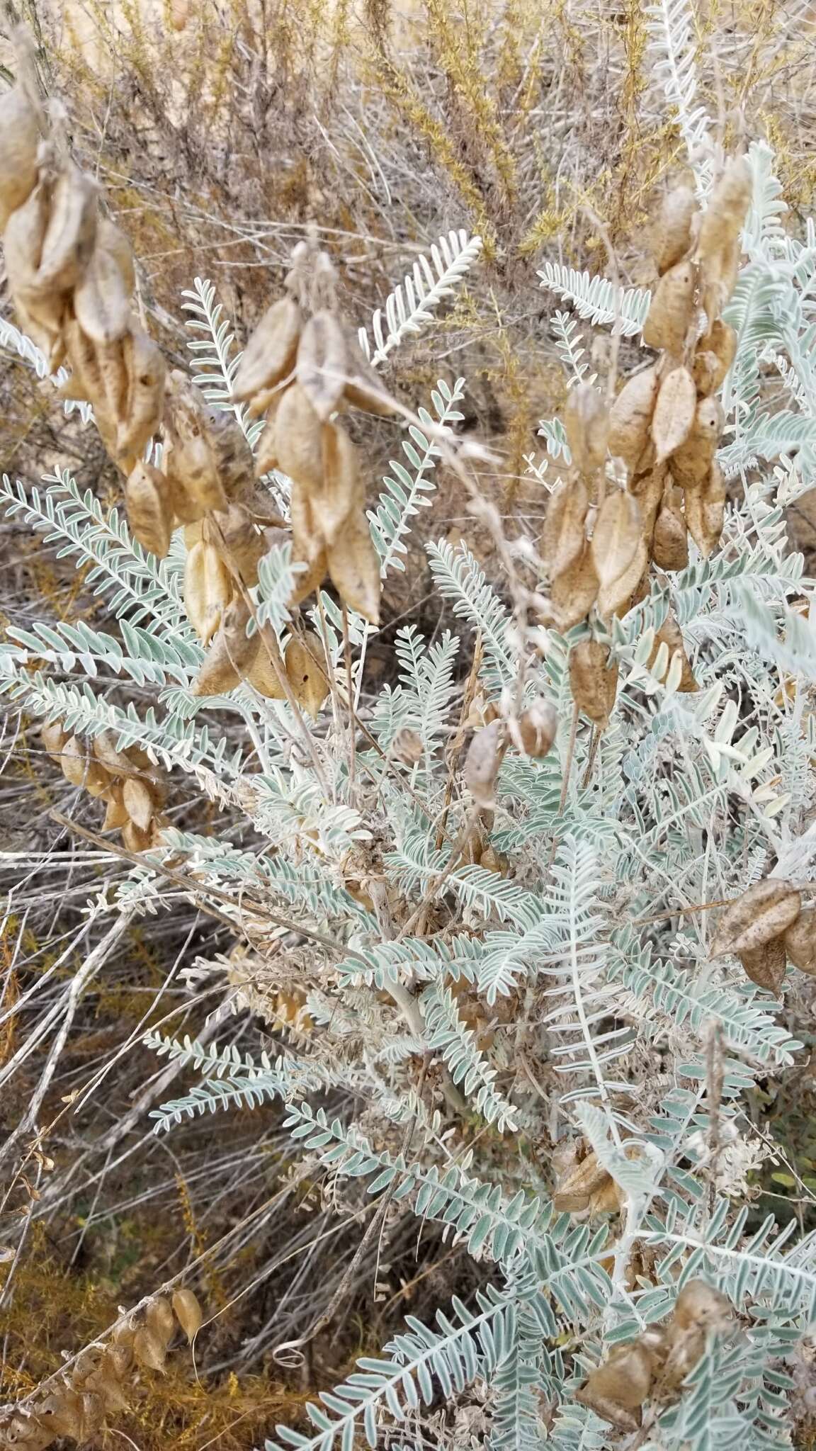 Image of Santa Barbara milkvetch