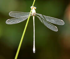 Image of Common Spreadwing