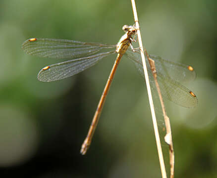 Image of Common Spreadwing