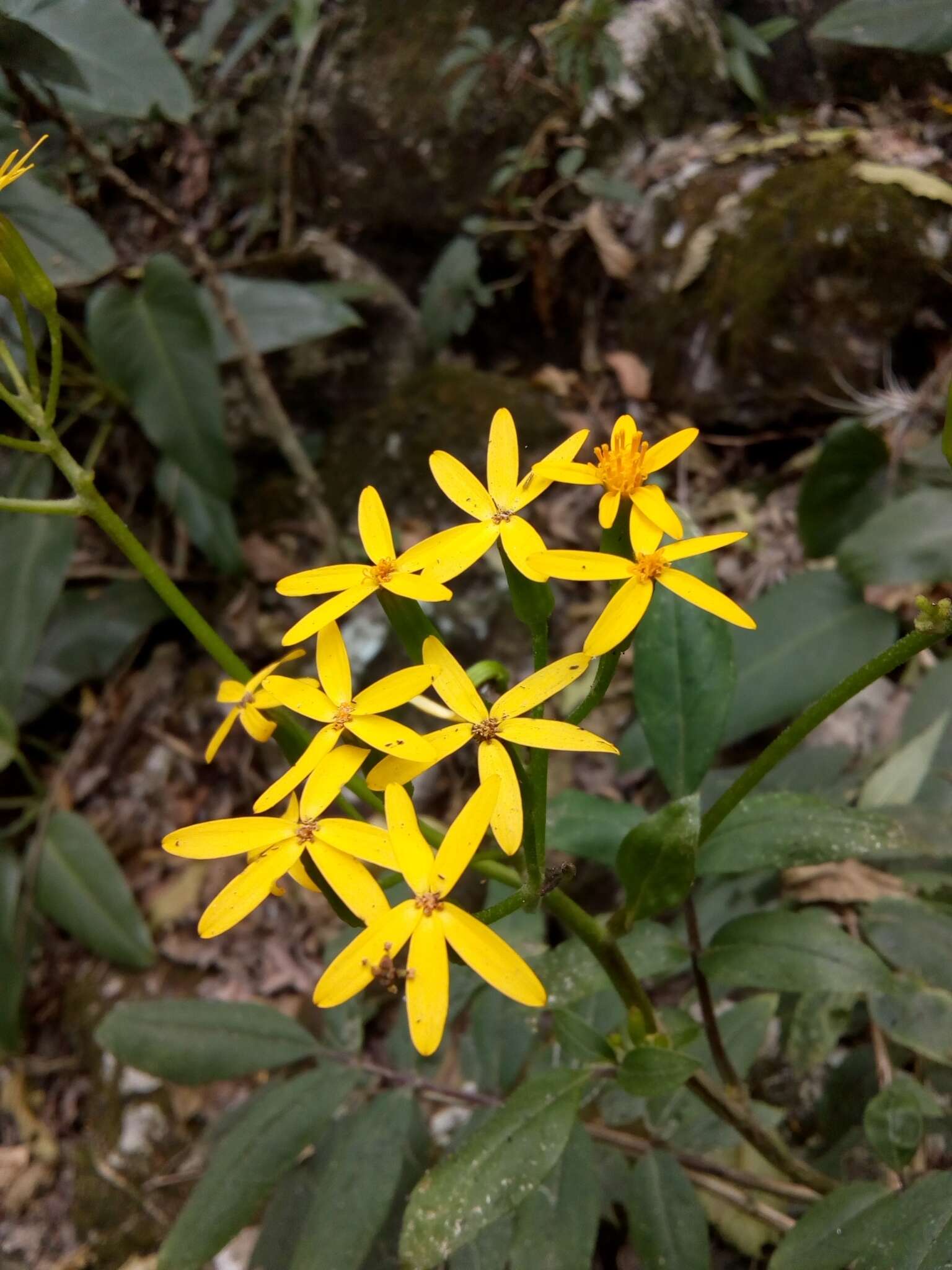 Image of Villasenoria orcuttii (Greenm.) B. L. Clark