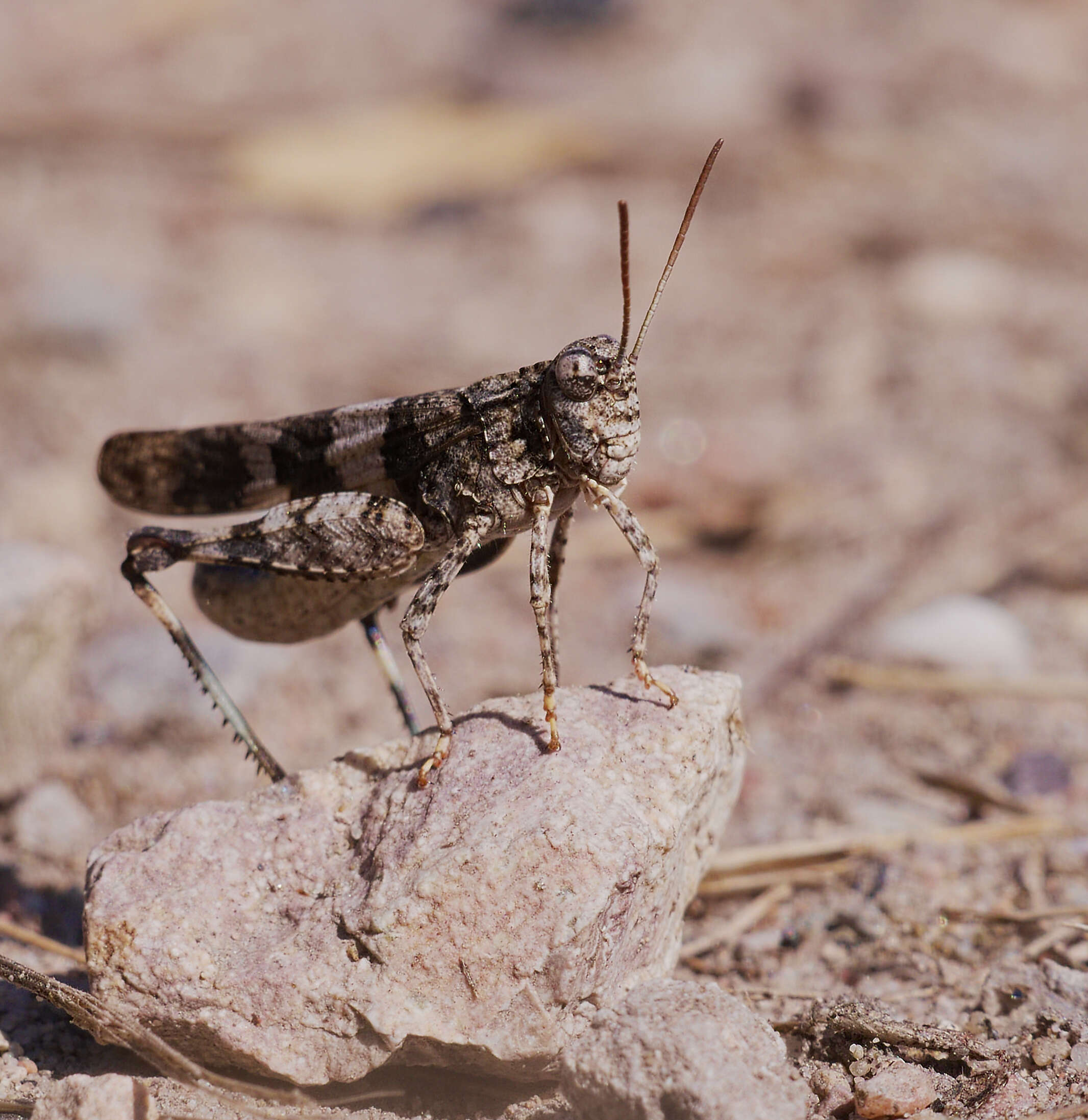 Image of blue-winged grasshopper