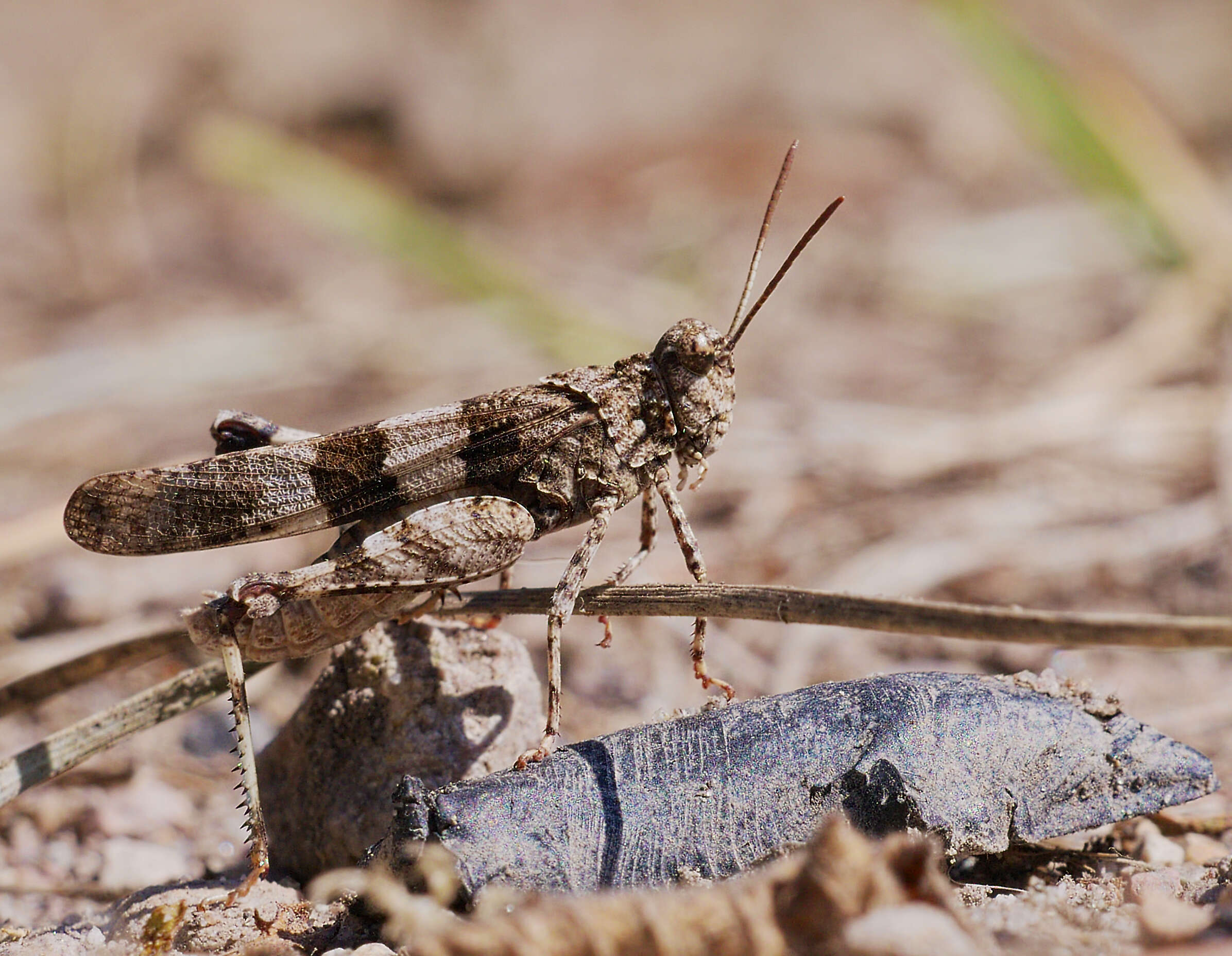 Image of blue-winged grasshopper