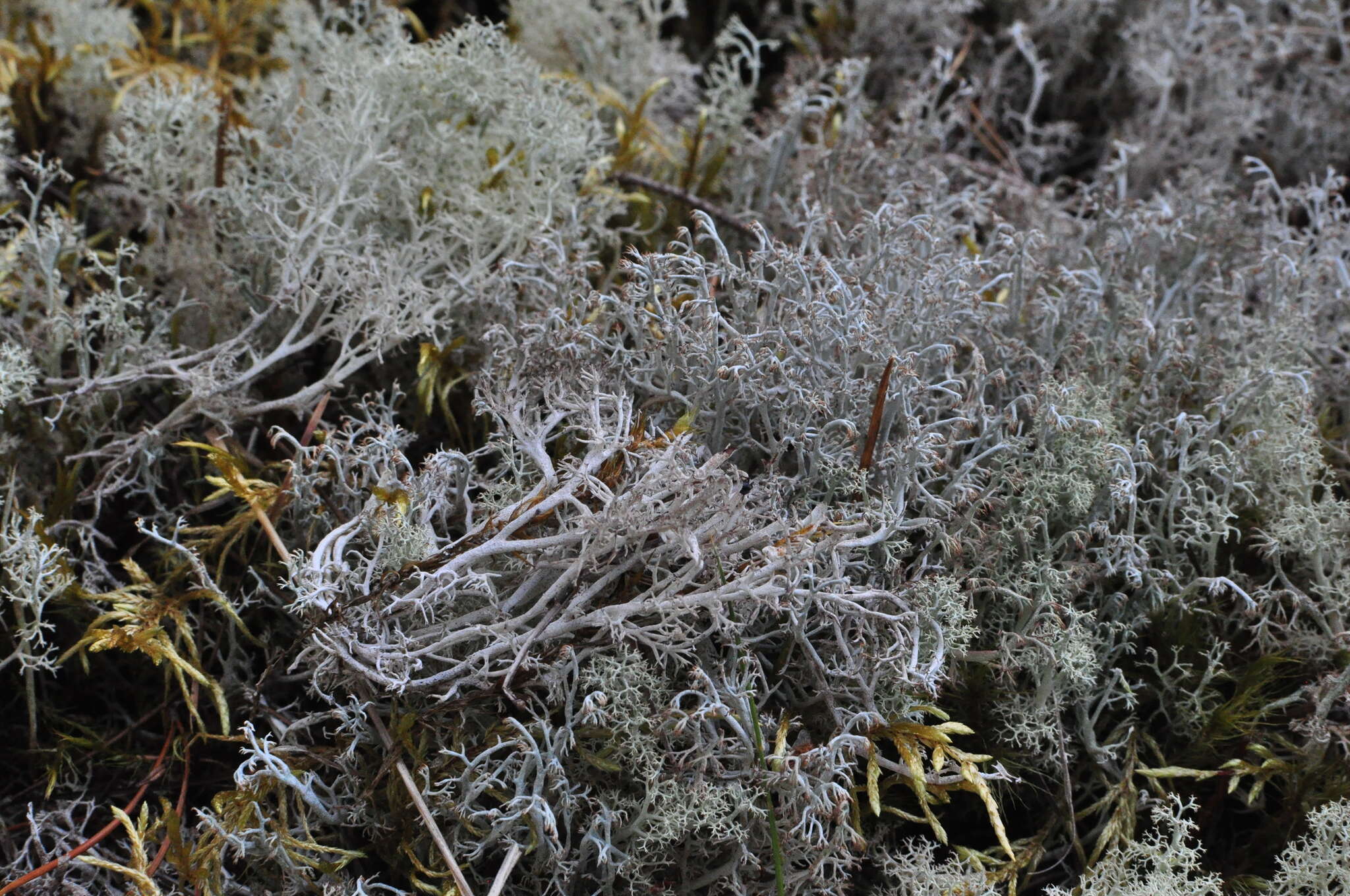 Image of Reindeer lichen