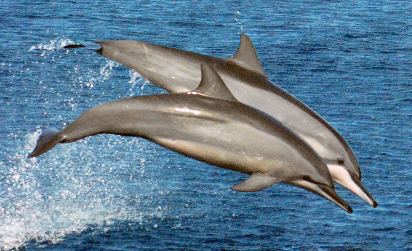 Image of Long-beaked Dolphin