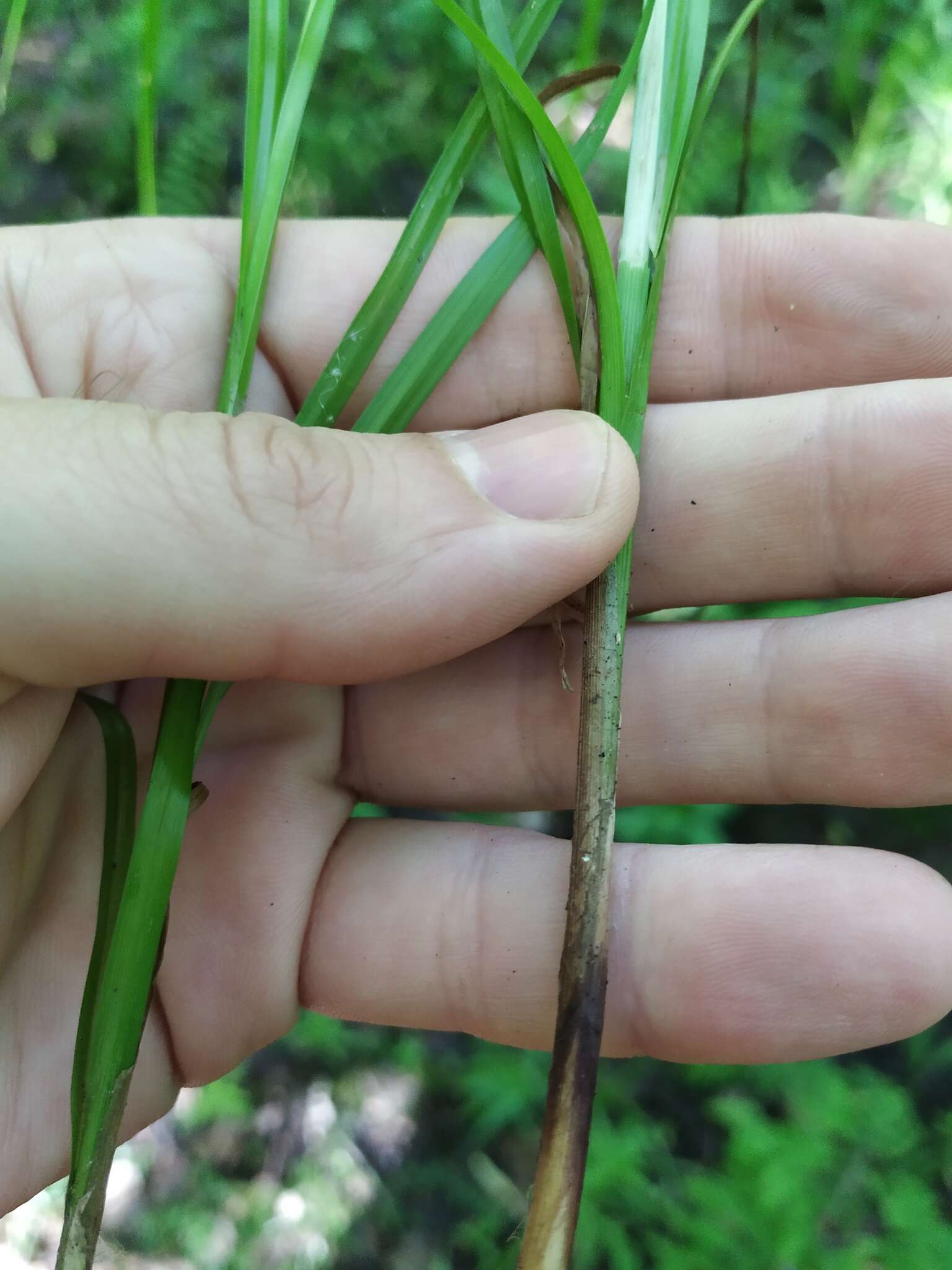 Image of Lesser Pond-Sedge