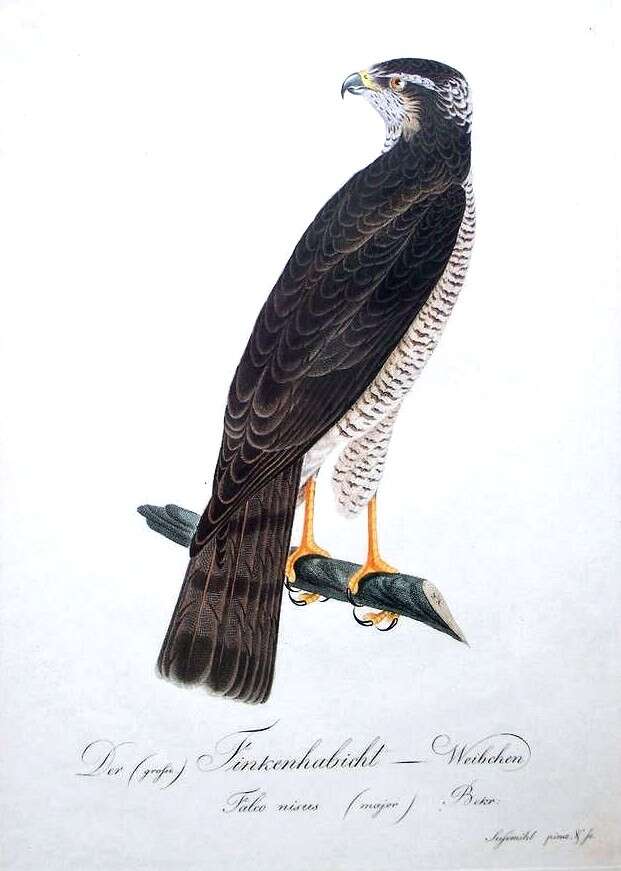 Image of Eurasian Sparrowhawk