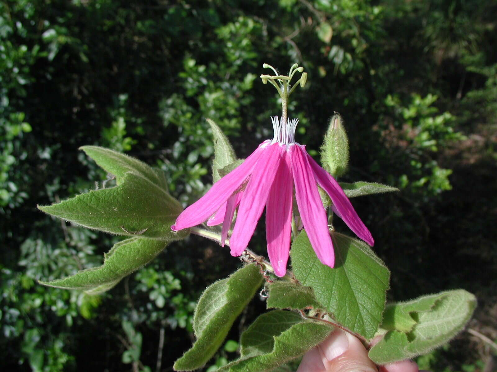 Image of Passiflora sublanceolata (Killip) J. M. Mac Dougal