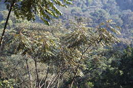 Image of Parasol tree