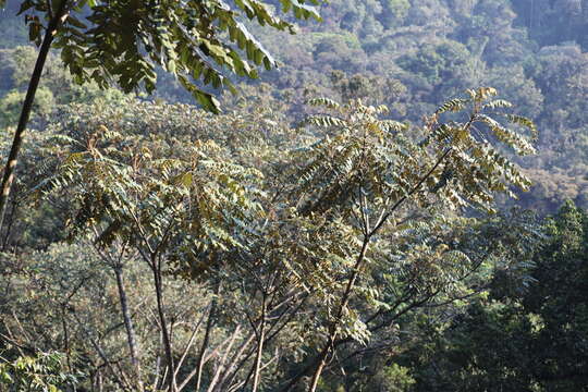 Image of Parasol tree